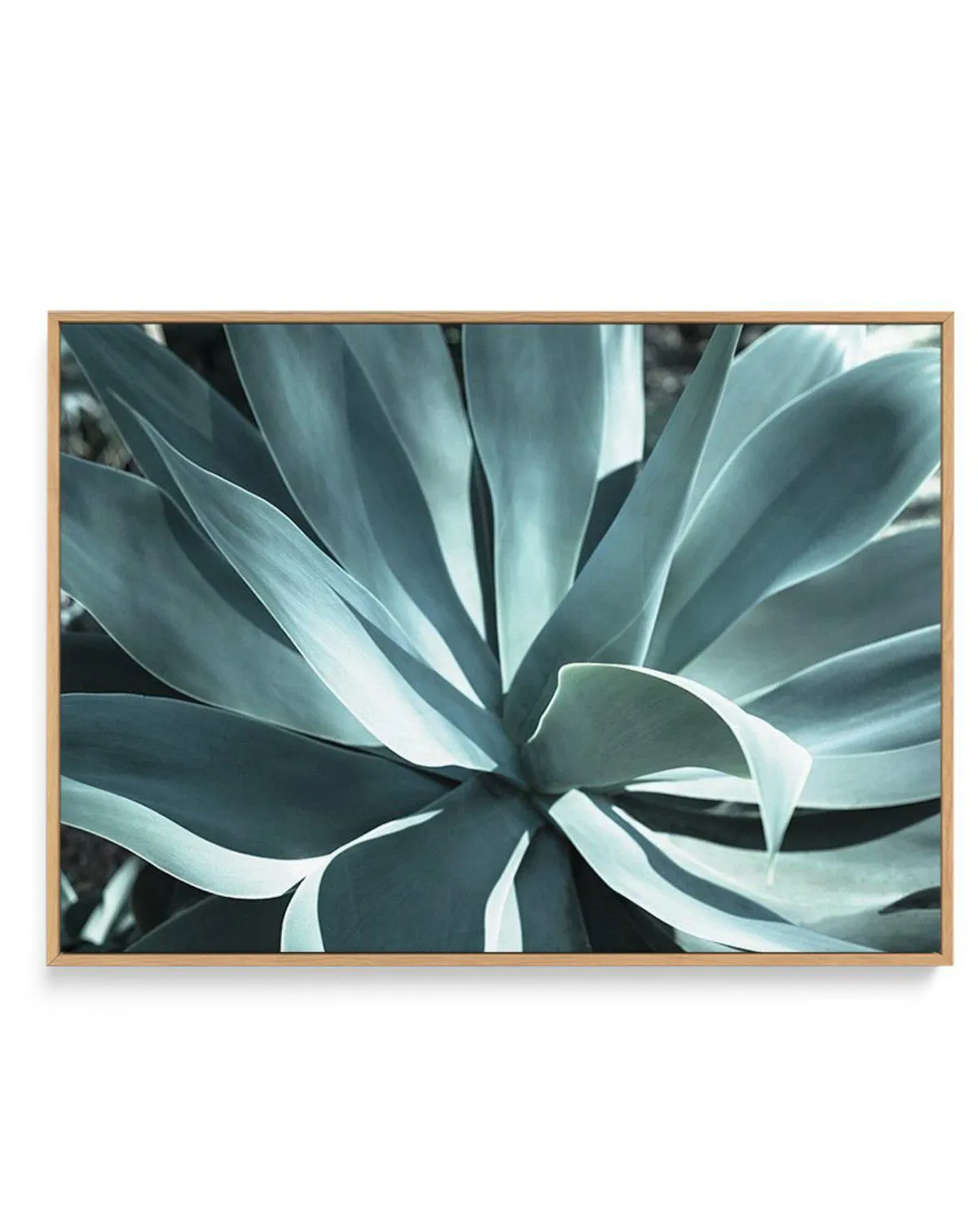 Agave II | Framed Canvas Art Print