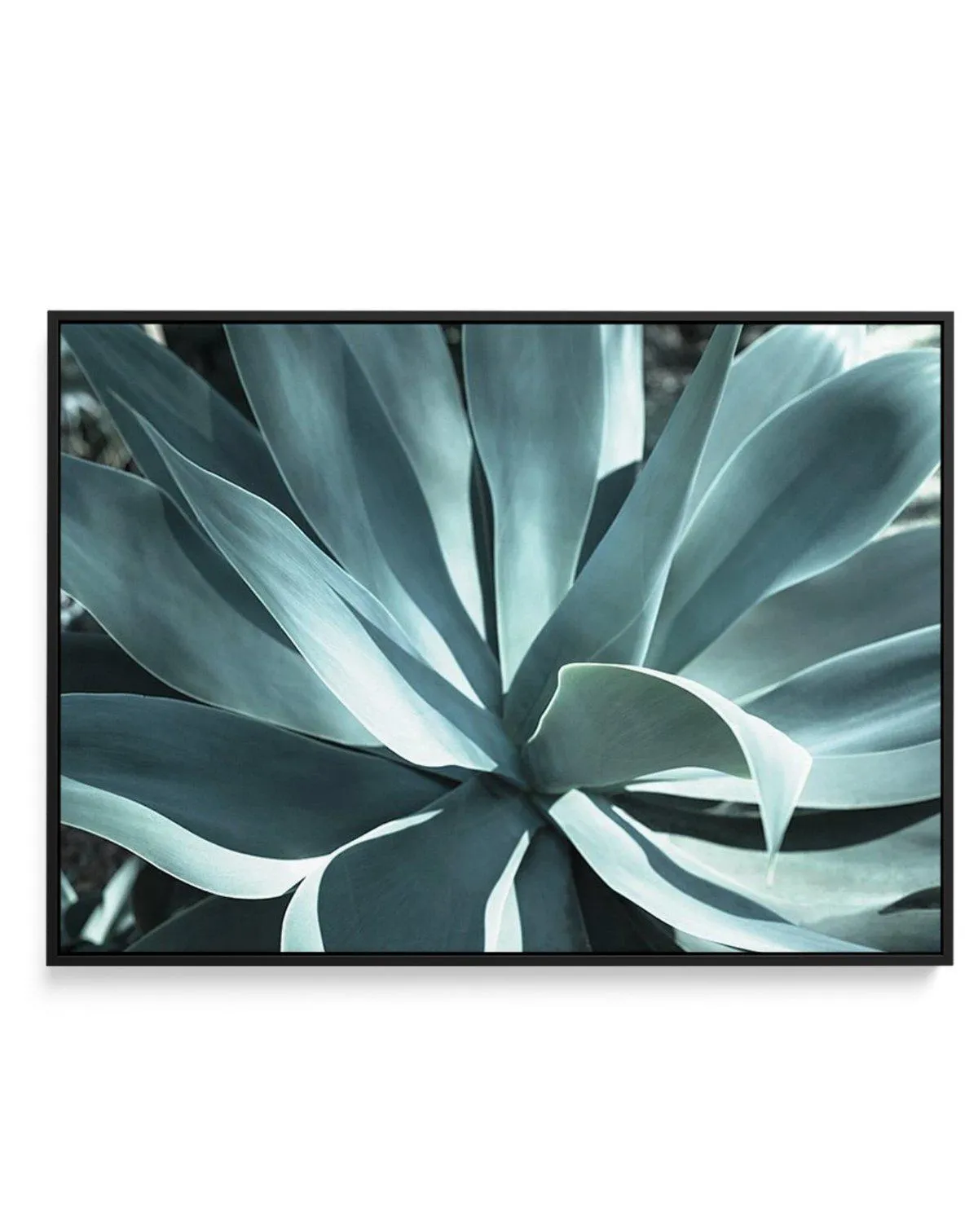 Agave II | Framed Canvas Art Print