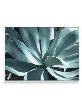 Agave II | Framed Canvas Art Print