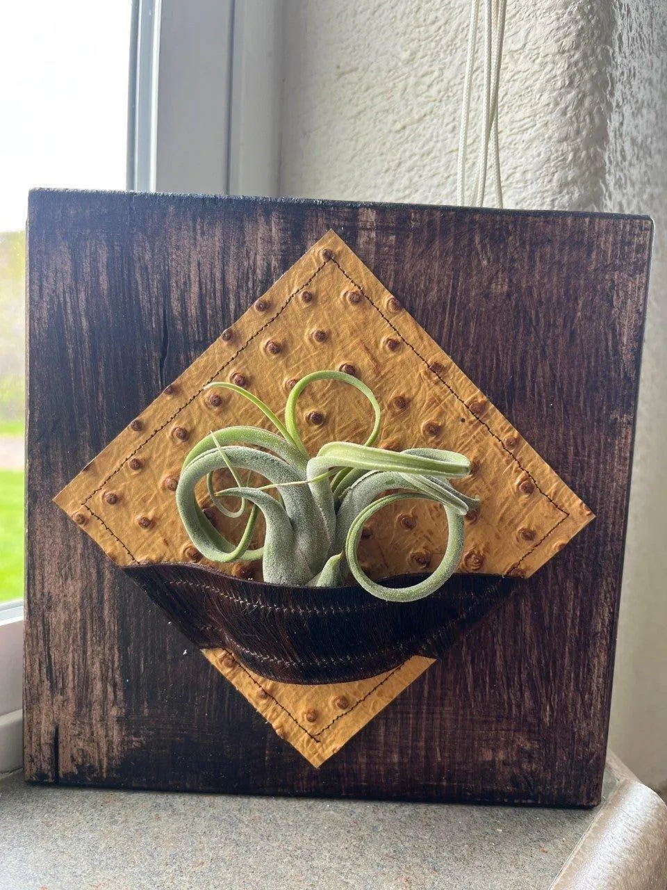 Air Plant Desk Plaque w/ Embossed Ostrich Leather