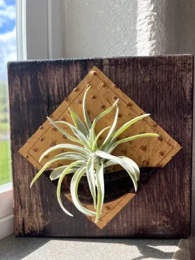 Air Plant Desk Plaque w/ Embossed Ostrich Leather