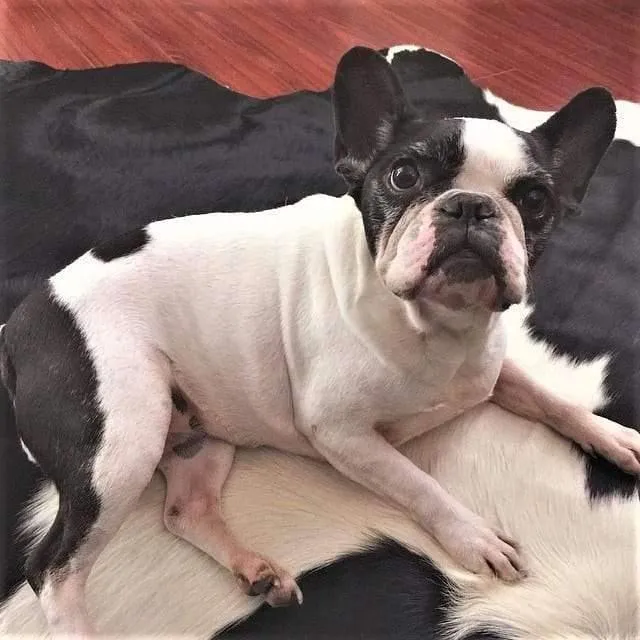 Brazilian Black and White Cowhide Rug