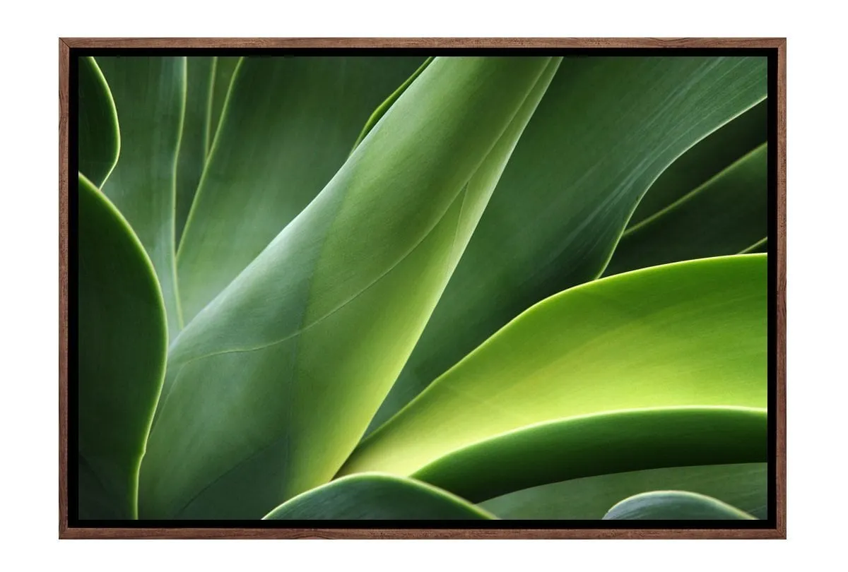 Green Agava | Canvas Art Print