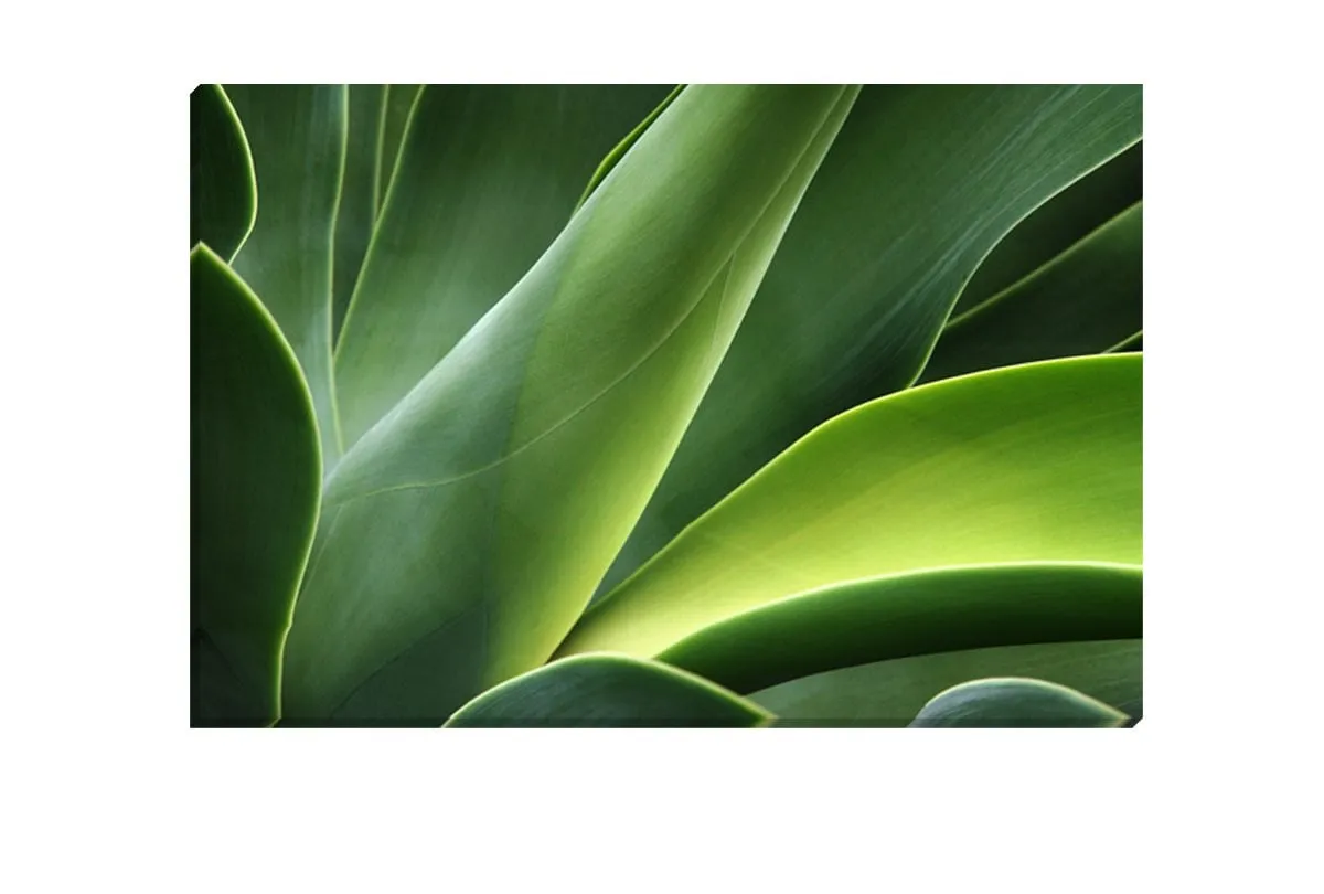 Green Agava | Canvas Art Print