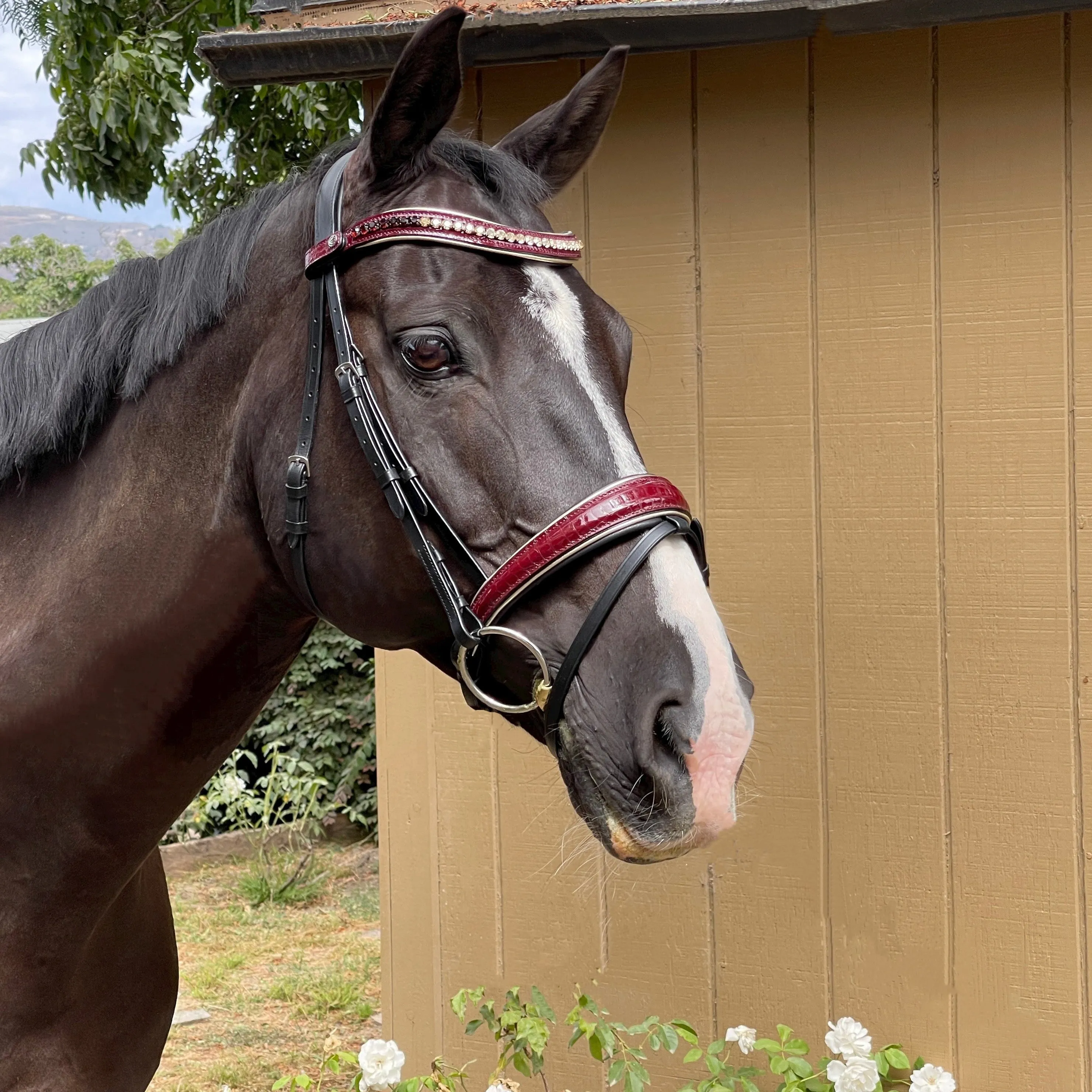 The Vineland - Black Leather & Burgundy Patent Snaffle Bridle